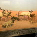 New York - Ingresso del Museo di Storia Naturale (diorama)