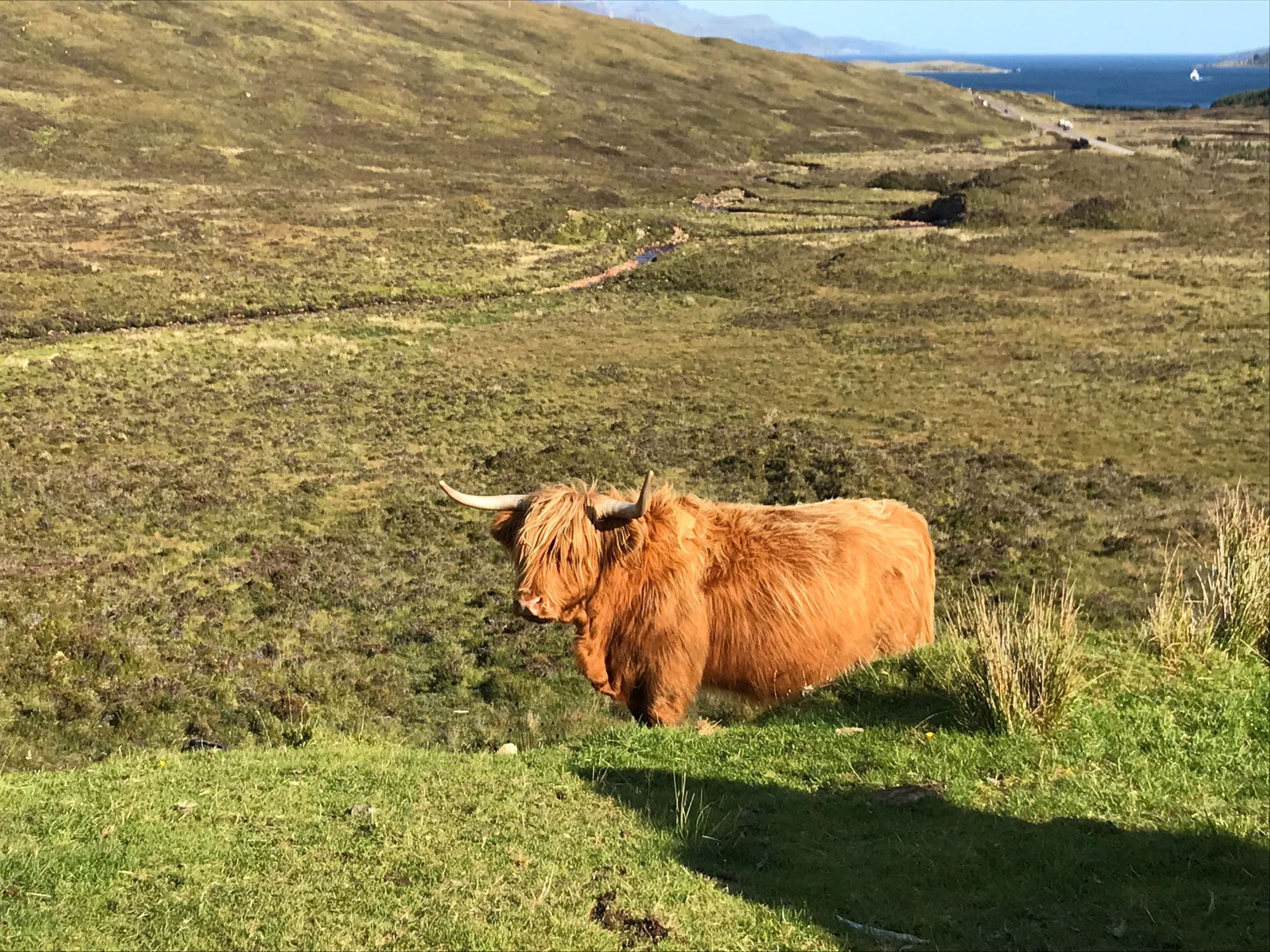 Isola di Skye - Mucche